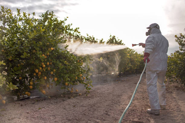 Best Mosquito Control  in Lowell, AR